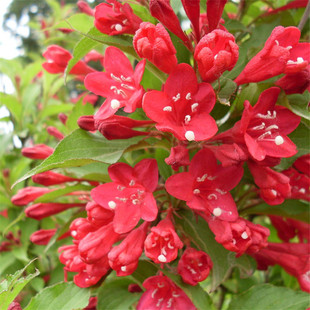 Chinese Red Prince Weigela Large Seedlings Single-Stem Lollipop Multicolored Bright Red Rouge Pink Weigela Flower Seedlings