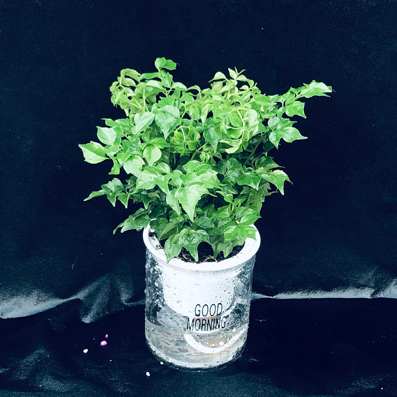 Oficina de árboles ricos para cultivar pequeñas plantas verdes en maceta, flores de arroz, plantas de mesa hidropónicas de orquídea de tigre image 4