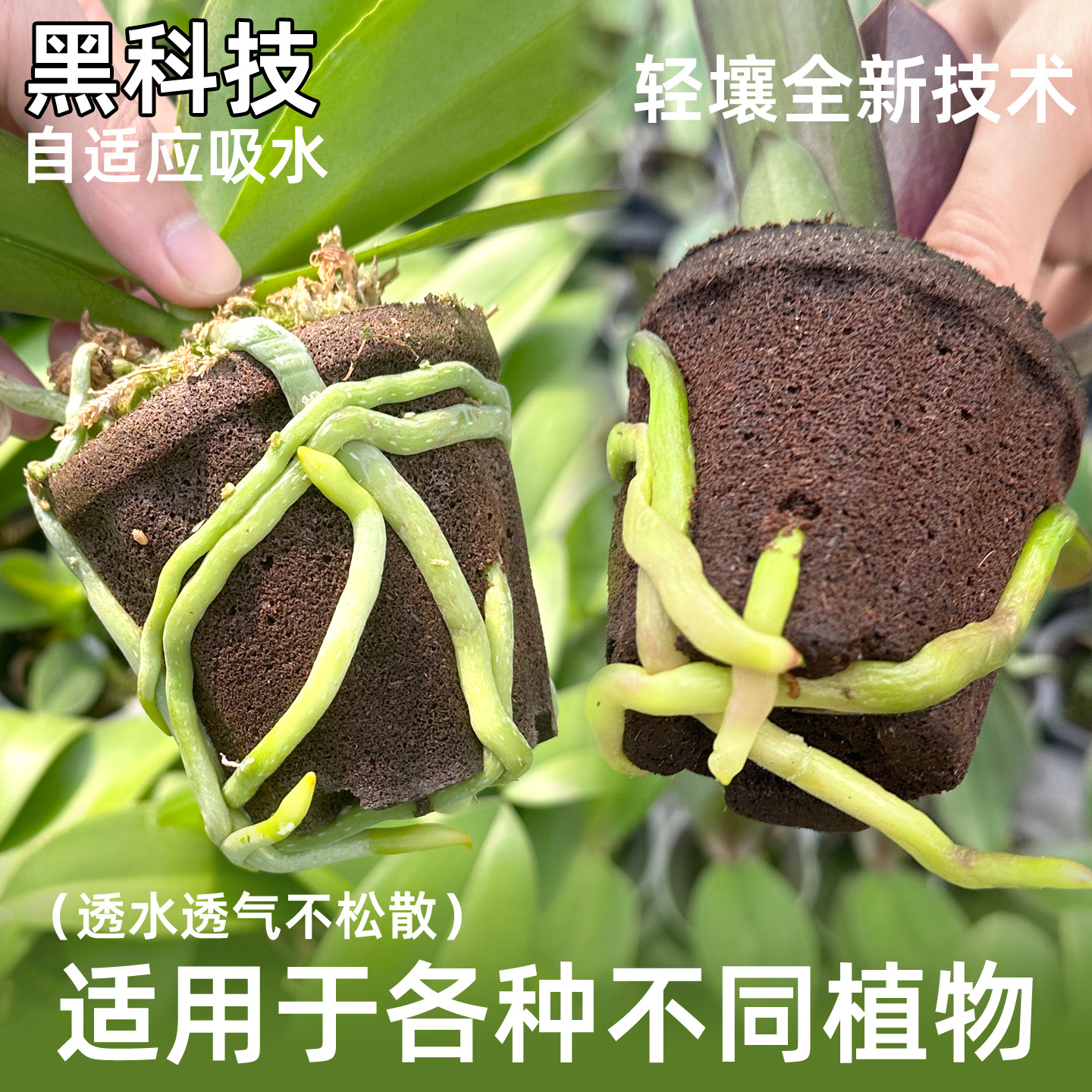 轻壤蝴蝶兰高效升杯育苗杯碳绵种植杯热植植物墙种植料炭棉防烂根