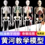 教学成人小白全身骷髅