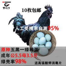 五黑一绿种蛋受精蛋纯种五黑鸡乌鸡蛋土鸡蛋绿壳可孵化10枚包邮价