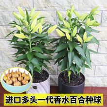 进口香水百合种球多头百合花球四季开花阳台盆栽耐寒多年生百合花