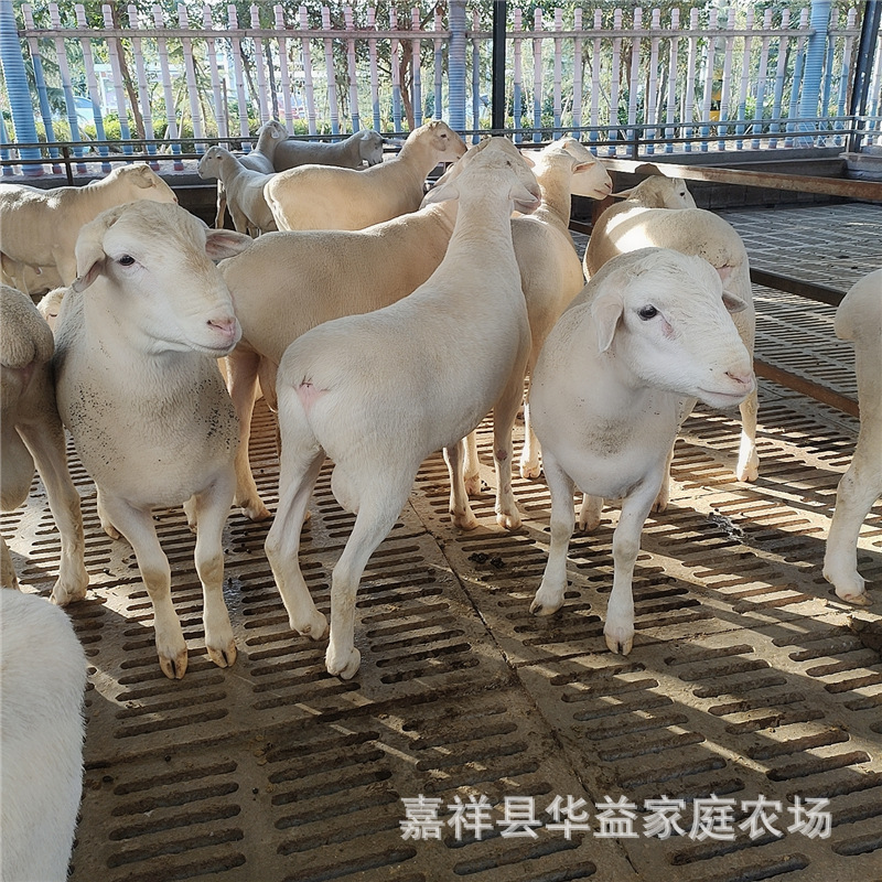 新疆小尾寒羊羔 哪里出售小尾寒羊母羊 种公羊-阿里巴巴