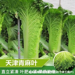 ��������~�ײ˷N�Ӱײ����＾�G�������~��ײ��ļ��߲˷N�Ӵ�ȫ