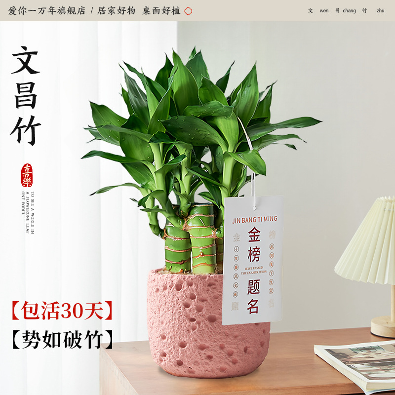 원창 대나무 4개 + 핑크 스타 화산 분지 + 골드 리스트 태그(포장석 + 영양액 포함) Yue Pet