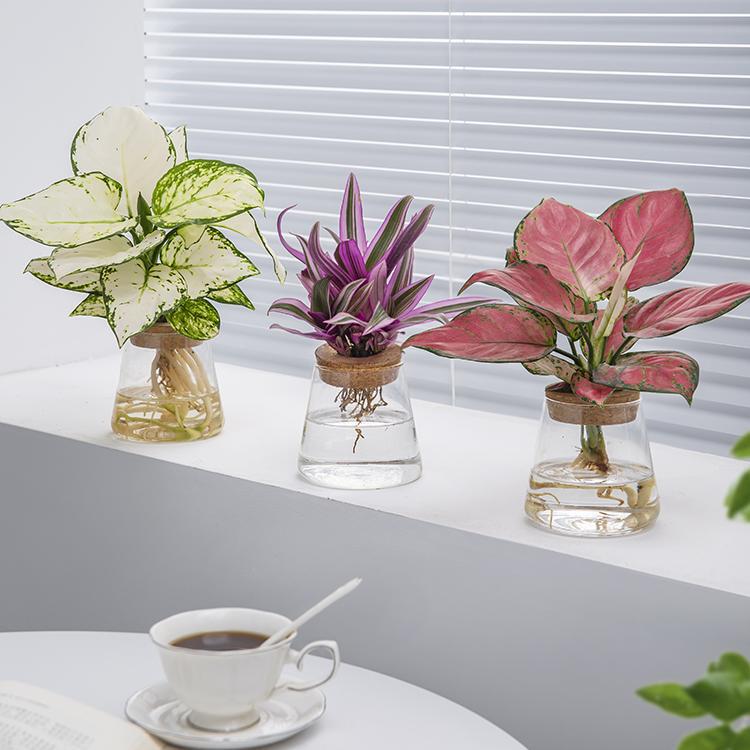 hydroponic plants turtle-backed bamboo bird of paradise indoor tabletop potted plants for lazy people to keep clean air office green plants