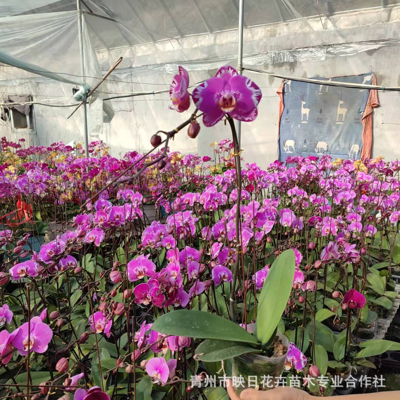 63edcd84ca848370a8001292f50dcf