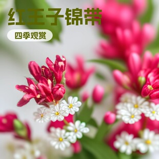 2024�＾�۹��� �ļ��\�� �t�����\��Ǥ��С����� �S�ҹ���