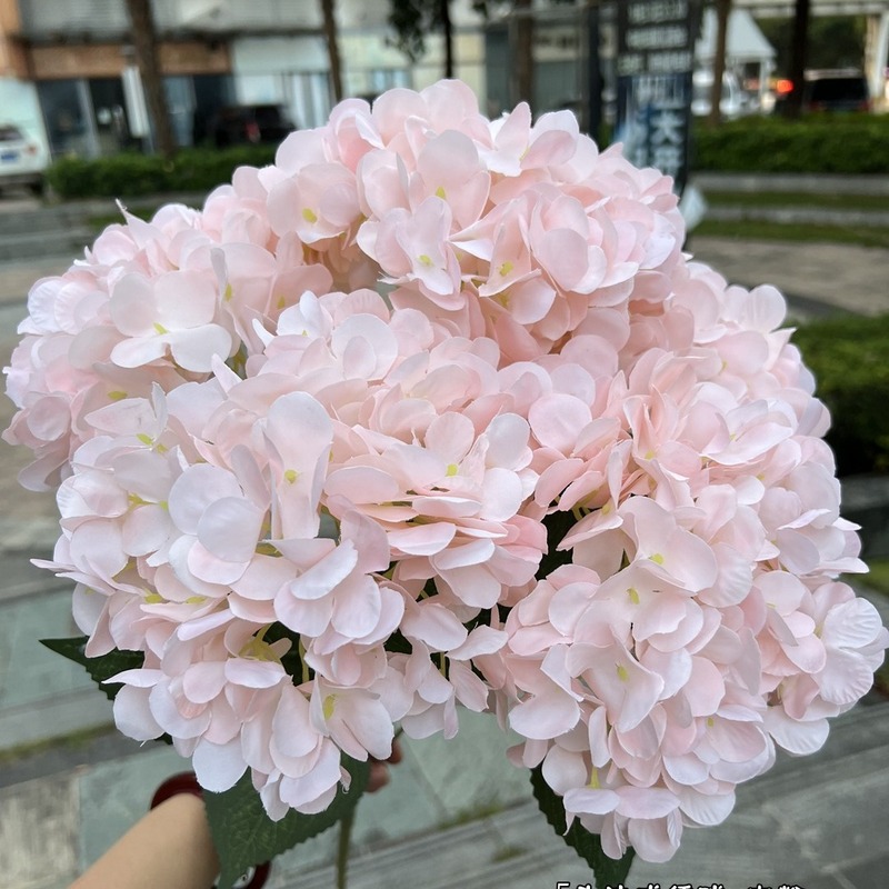 【シミュレーションアジサイ】外国貿易5頭フランスアジサイグリーンフランスアジサイ平が結婚祝いの花卸売りをしている|undefined