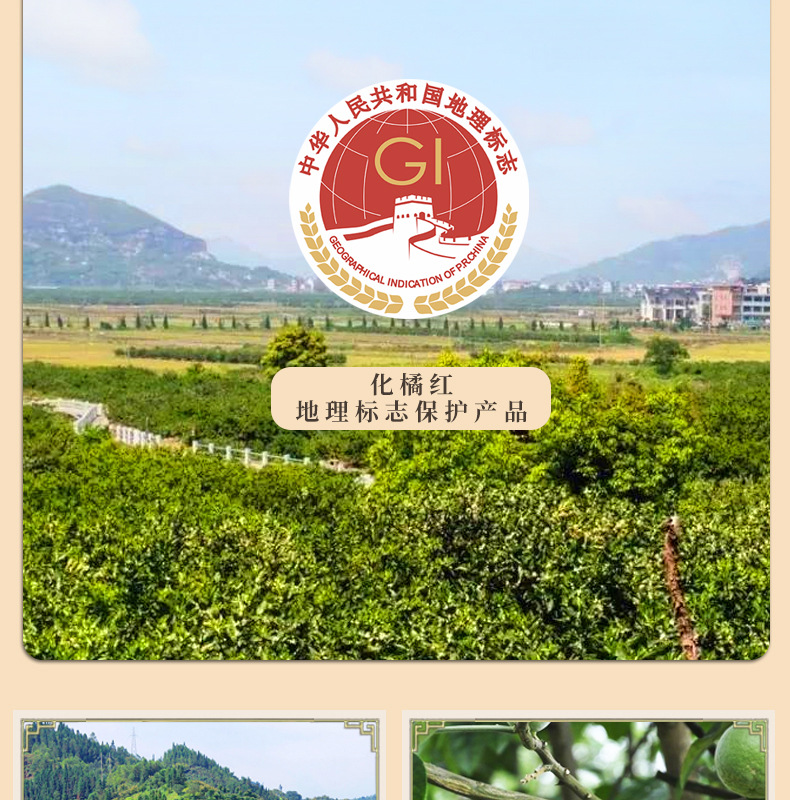 Huazhou Tangerine Peel Slices Hua Ju Hong Citrus Grandis Aged Herbal Tea 150g Box quality and texture