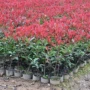 室外工程庭院植物树苗