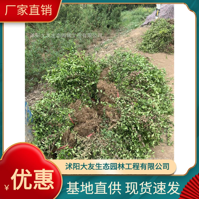 Листовой Ху Клык Лоза Вечнозеленый кустарник