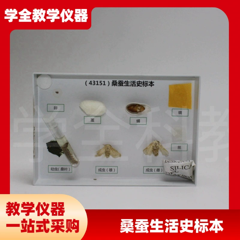 Живой образец цыпленка шелкопряда, жизненный цикл шелкопряда шелковицы, куколка шелкопряда, моли шелкопряда, кокон, образец в пробирке, сокровище шелкопряда