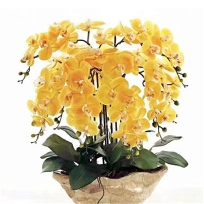 Orquídea de mariposa en las cuatro estaciones, balcón interior, oficina en maceta, flores verdes, fácil alimentación image 24