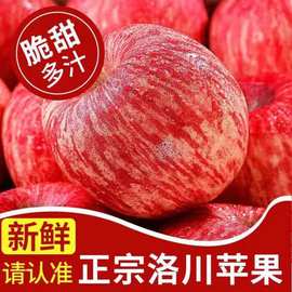 洛川苹果陕西洛川红富士苹果新鲜脆甜礼盒水果一箱5斤/10一件包邮