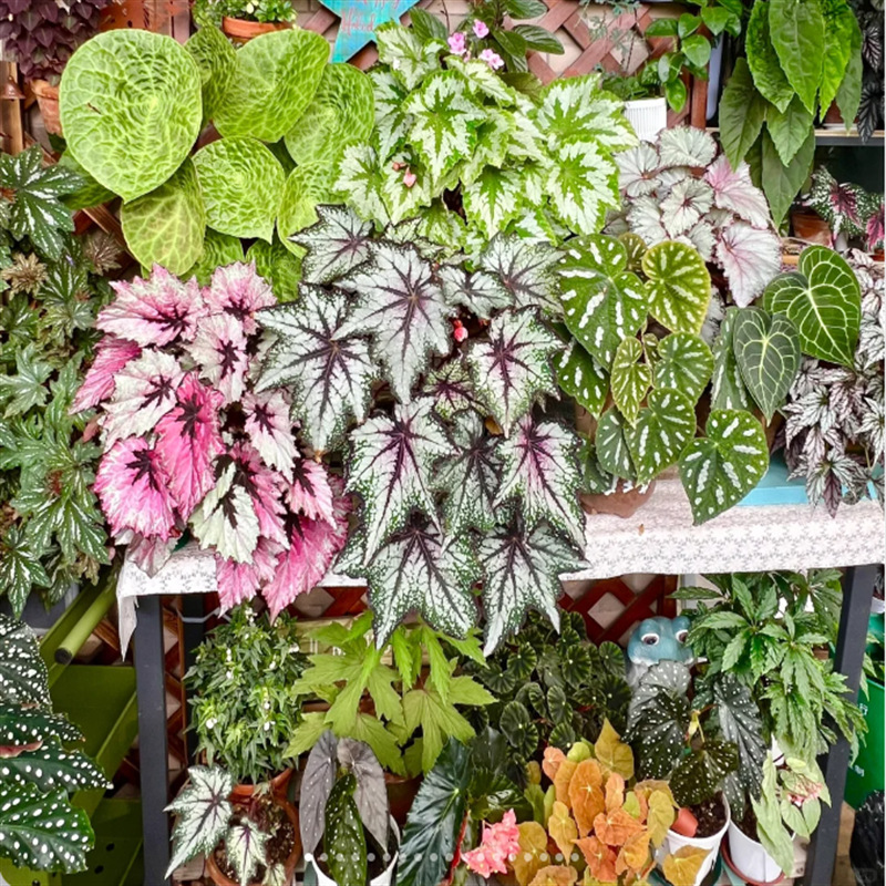 Lannuo Begonia Set ③ Potted White Snail Flamingo High-End Plant Base Wholesale Dropshipping