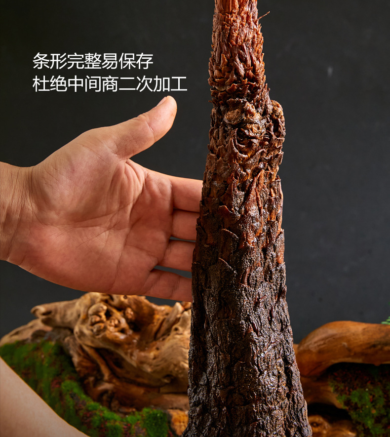Dried Cistanche Deserticola Root Whole Stick 100g Rou Cong Rong for Herbal Wine and Soup quality and texture