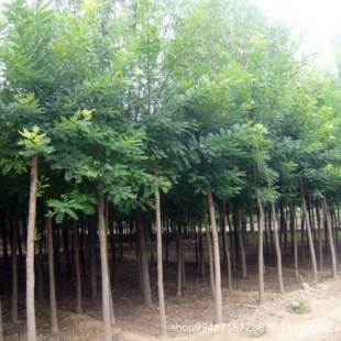 ���������ɽ�o�¹��̾G����ľ�е����c�Y�L�������~��ľ��֦����