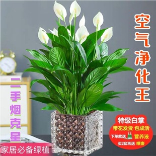 ���������׻�һ���L�ˮ��ֲ���k���҃Ȼ��ܾGֲ�t��ˮ�B�ļ��_��