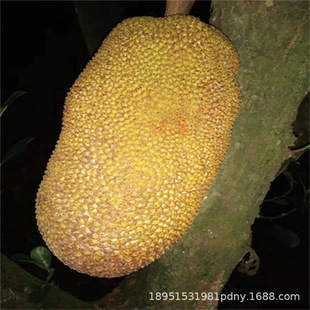 ���}�ۘ����޽�̩���t��ɰ������ļ���ɏ��ľ���}�۹�����ͥԺ