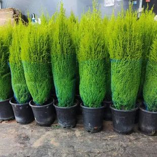 �}�Q��С�����ļ������ԾGֲ�͏dͥԺֲ���ͺ����ɴ�����ؘ����