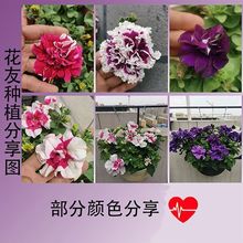 ���������ذ갫��ţ����Ѩ�P�砿ţ�̨ͥԺ��픻��@