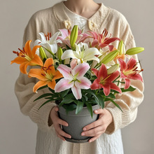 香水百合花种球带盆栽好特大矮化重瓣四季开花进口室内外耐寒植物