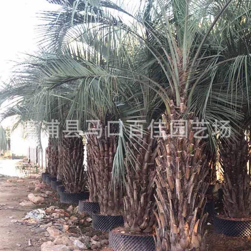 Саженец кокоса Frozen Gongkui Parknshop высота 1.5m м Budi Coconut