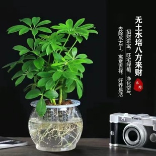 Eight directions to cai potted indoor desktop l \green planting duck foot wood lucky tree hydroponic seven leaf lotus good evergreen