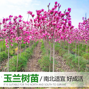 Purple Magnolia Saplings, Red Magnolia Saplings, Potted Magnolia Trees, Villa Courtyard Cold-Resistant Landscape Trees, White Magnolia