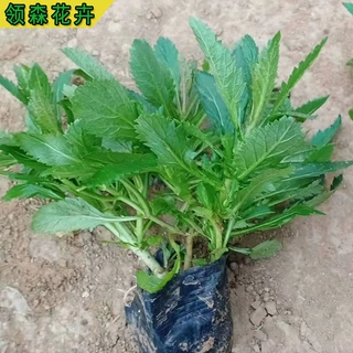 柳叶马鞭草 矮生桑托斯马鞭草 花海园林绿化景观 基地现货