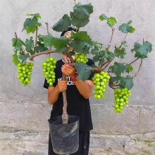 �޷������mꖹ�õ���{��ʯ���ј���o���Ϸ������Nֲ����ͥԺ����