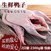 新鲜整只鸭子2装4.7斤鸭肉鸭货包邮生冷冻冻白条鸭包邮厂家代发