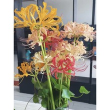 彼岸花种球大球曼珠沙华石蒜花室内室外植物曼陀罗花种子盆栽花卉