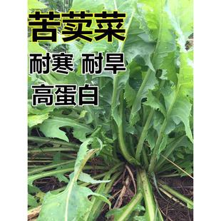 ���{�˷N�� ���������ݲ��� �~�i�u���Z����˿����˿��I�˿��u��