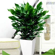 �����ݼy�Fֲ�ﻨ�ܿ͏d�҃��̨�Gֲ�b�Ʒ�lؔ���ļ����������