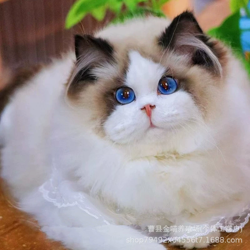 В наличии чистокровные котята Рэгдолл, живые питомцы напрямую от разведения, двойные голубые котята Рэгдолл, живые кошки.