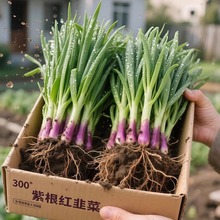 本地韭菜根寿光宽叶韭菜根韭黄根生命力旺盛紫根韭菜头茬粗跟