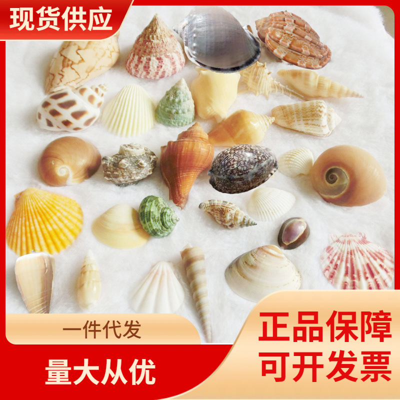 DHZ天然贝壳海螺海星海胆壳幼儿园手工diy贝壳相框鱼缸造景大海螺