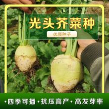 光头芥菜种子地下大头菜种籽北方咸菜根芥种田园庭院农家蔬菜种孑