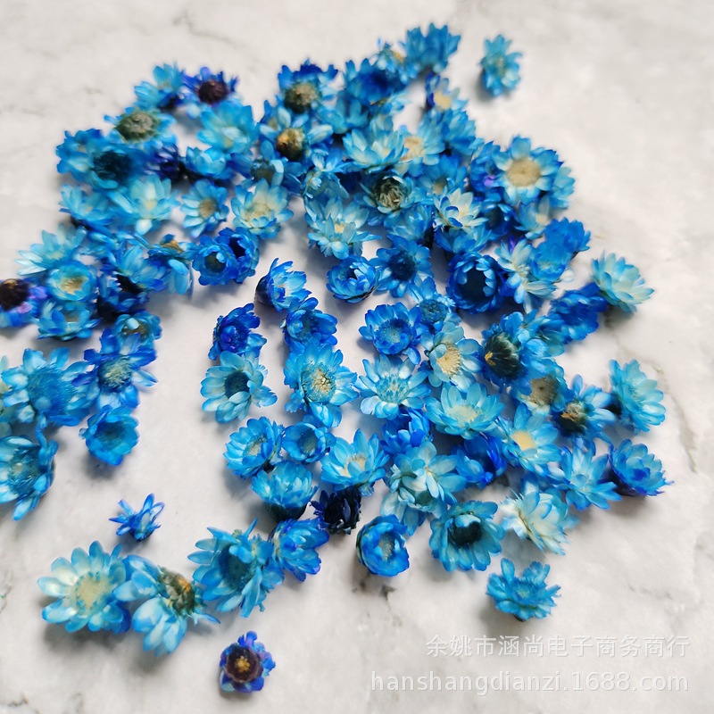 Cabeza de flor de estrella brasileña sin varilla flor seca diy mini margarita cristal epoxi relleno decorativo cabeza de flor seca