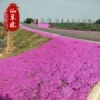多年生庭院耐寒盆栽花卉