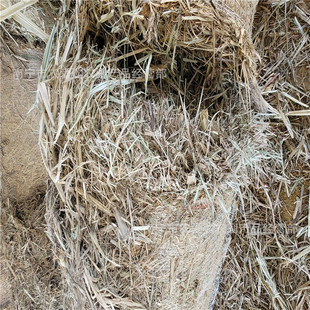 ����β�~ţ����� ţ�� ��� �V���V�|�F����Ϻ��Ͻ����ɰl؛