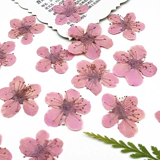 小桃花染色干花压花真花材料diy批發植物标本手机壳书签台灯贴画