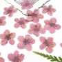 植物压花染色书签手机壳