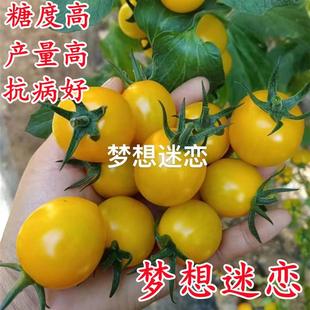 Yellow Cherry Tomato Seeds Cherry Tomato Summer Sunshine Dream Obsession Seed Tomato Seedlings Hawaii