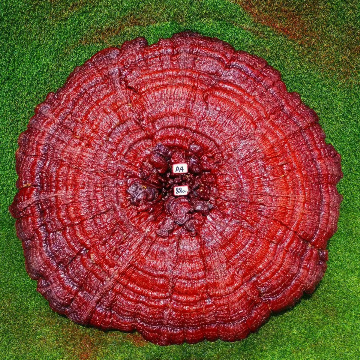 Large Purple Reishi Mushroom Display Piece 95cm Ling Zhi Ornamental Bonsai for Home and Entryway key features