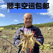长白山人参一件代发泡酒煲汤酒瓶参东北特产送药材参茸鲜人参