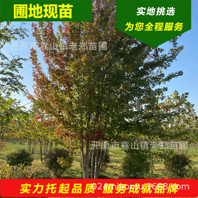 东北美国红枫秋火焰树苗丛生抗寒美国红枫风景树辽宁开原彩叶树种