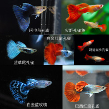 孔雀鱼大尾凤尾鱼热带纯种活淡水小型好养易观赏鱼胎生灯科鱼混养